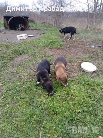 Подарявам малки кученца!, снимка 9 - Други - 53638524