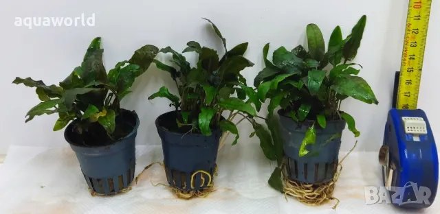 "ПРОМОЦИЯ" Криптокорина – Cryptocoryne Wendtii Tropica, снимка 1