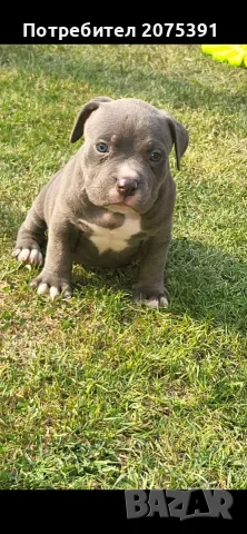 Американско були покет  American bully , снимка 4 - Питбул - 55752145