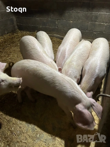 Продавам 5 Прасета