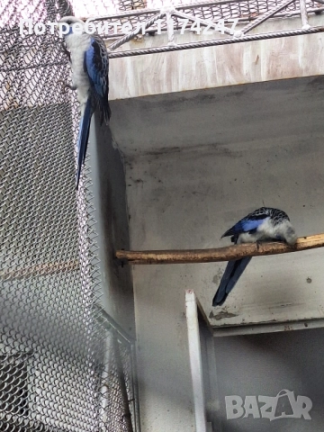 Сини пенантови розели