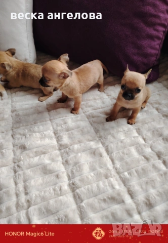 Чаровни мини чихуахуа , снимка 4 - Чихуахуа - 53608068