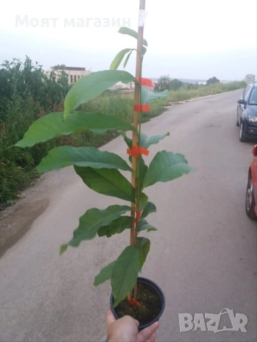 Асимина индиански банан, снимка 7 - Градински цветя и растения - 53632460