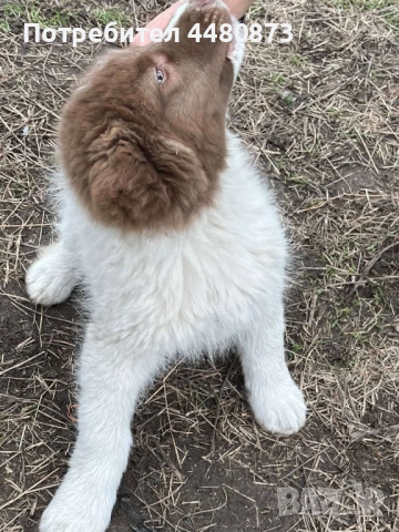 Българско овчарско куче, снимка 2 - Каракачанска овчарка - 53624467