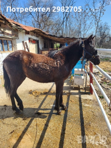 Продавам Мъжки кончета , снимка 5 - Коне - 53844953