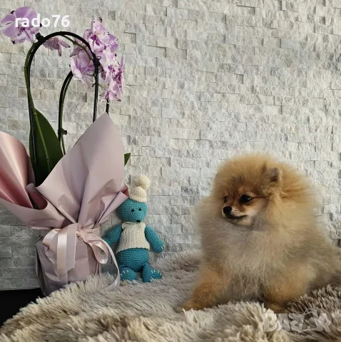 Две Пухкави Померанчета Момчета – Мини Тип Мече, Готови за Нов Дом, снимка 3 - Померан - 54963266