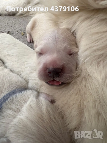 Голдън ретривър момченце родословна майка, снимка 6 - Голдън ретривър - 52909387