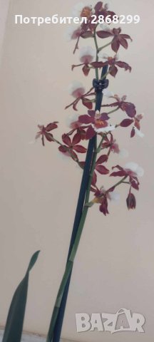 Орхидея камбрия, снимка 2 - Изкуствени цветя - 41449246
