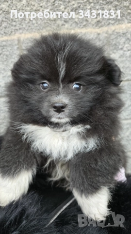 Померани на два месеца.Ваксинирани!Търсят новите си стопани,да ги гледат и обичат!