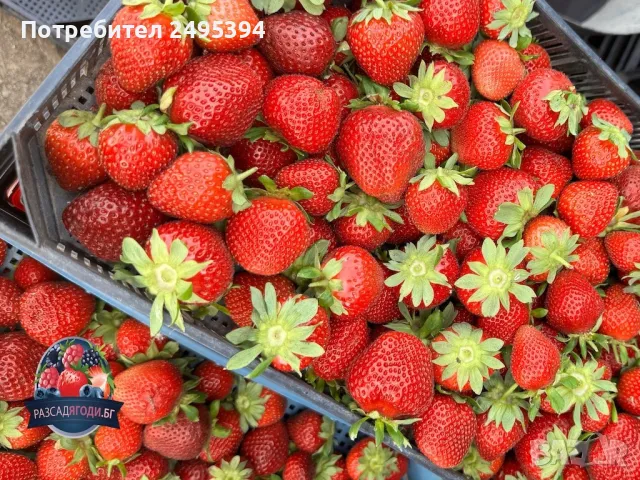 Prodavam koreni celogodishni qgodi Nov sort Maradeboi, снимка 6 - Разсади - 47804686