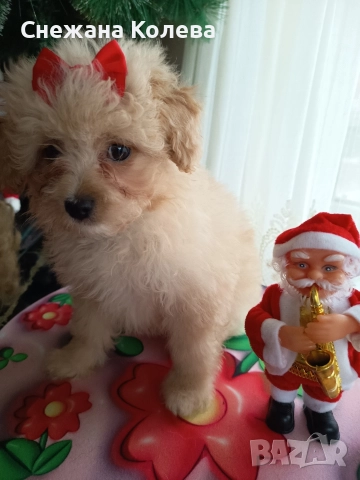 Кученца от порода Помапу , снимка 5 - Други - 52854678