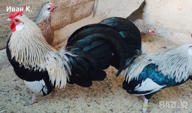 Продавам сребърен Розкомб., снимка 10 - Кокошки и пуйки - 44640537