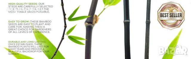 100 бр. висококачествени семена от черен бамбук - Phyllostachys nigra - Hardy Rare Privacy редки бам, снимка 3 - Сортови семена и луковици - 47663974