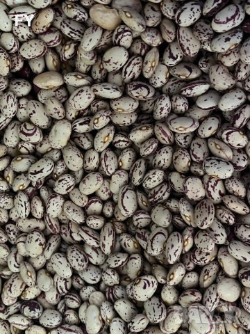 Родопски Шарен Боб !