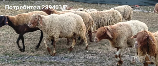 бартер за крави телета , снимка 2 - Овце - 55868544