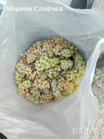 Гроздe Мускат Отонeл 🍇 , снимка 4 - Домашни продукти - 55890166