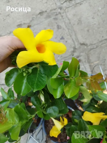 дипрадения, снимка 1