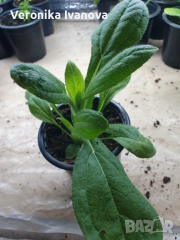 Рудбекия, снимка 2 - Градински цветя и растения - 53078100