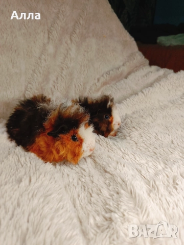 Соски свинчета альпако. С дълга къдрава коса. , снимка 10 - Морски свинчета - 52861716