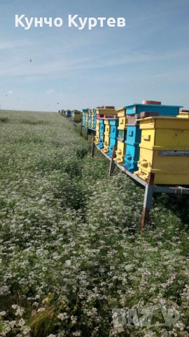 Продавам пчелни семейства с платформи, отводки и рамки с пило и пчели.