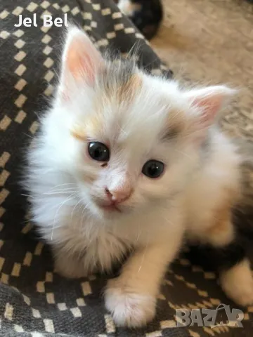 Ангорско Коте с Хигиенни Навици и Доставка до Вашия Град, снимка 5 - Ангорски - 49781355