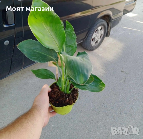 Стрелиция - Кралска, снимка 9 - Градински цветя и растения - 53649845