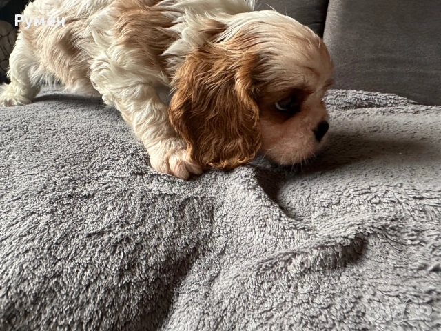 Продавам малки каварчета, снимка 5 - Кавалер кинг чарлз шпаньол - 53594873