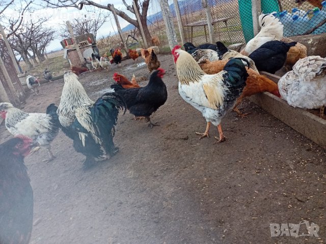 Яйца от домашни свободни кокошки за консумация и за разплод., снимка 14 - други­ - 35785868