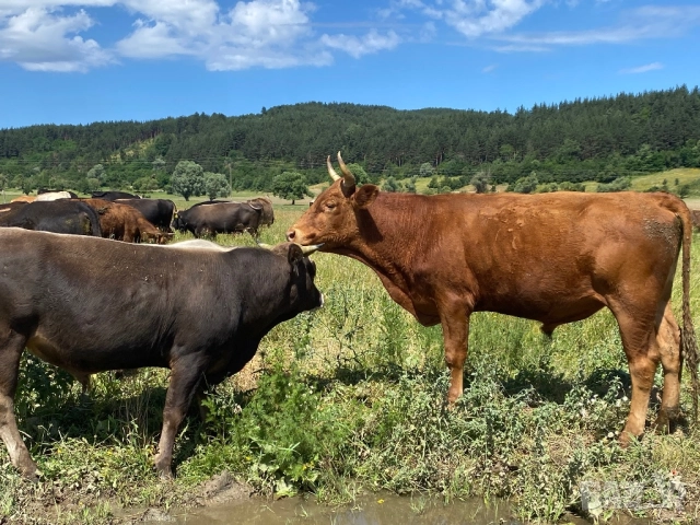 Телета и бикове, снимка 4 - Крави - 44952380