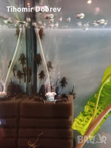 Звездни анцитруси, снимка 2 - Рибки - 52881719