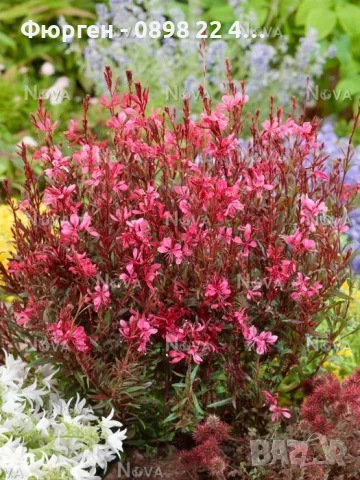 Гаура (Gaura lindheimeri), снимка 7 - Разсади - 55968627
