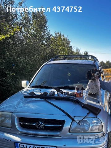 Женски бретон шпаньол, снимка 2 - Бретон шпаньол - 52876247