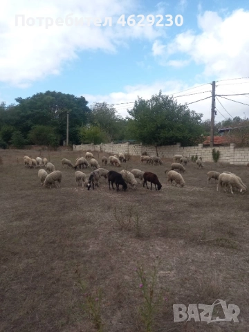 Североизточнобългарска тънкорунна 35 броя, снимка 3 - Овце - 52132645