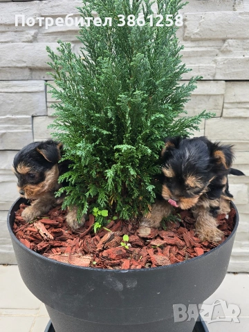 мини йоркширски териер, снимка 4 - Йоркширски териер - 53720124