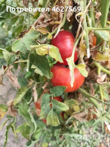 Продавам домашни градински домати , снимка 5 - Домашни продукти - 55804930