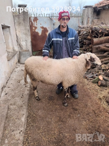 коч за дамазлък, снимка 5 - Овце - 52553806