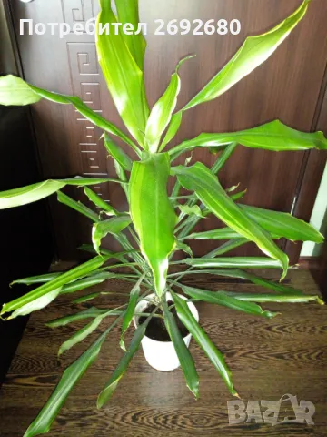 Палма драцена фраганс/височина - 110см., снимка 7 - Стайни растения - 47385426