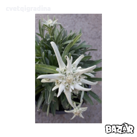 Leontopodium souliei Alpina White ЕДЕЛВАЙС, снимка 1 - Градински цветя и растения - 36109070