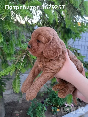 Кавапу, снимка 1