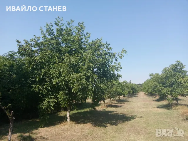 орехи Чандлър , снимка 2 - Домашни продукти - 47619036