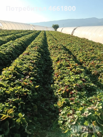 Ягодов разсад, снимка 3 - Разсади - 52552777