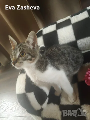 Подарявам малко коте, снимка 3 - Други - 56261504
