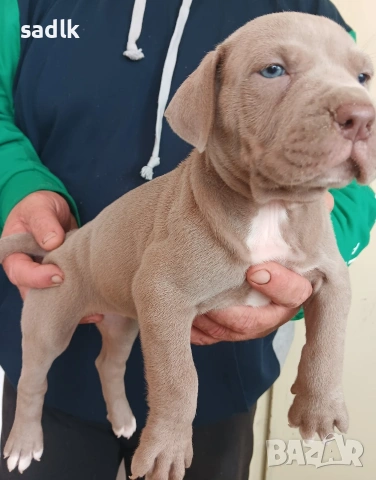 питбул блу нос мъжки и женски