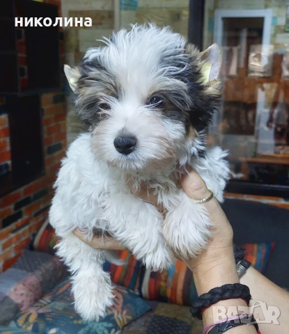 Продавам Йоркширски териер , снимка 6 - Йоркширски териер - 52706932