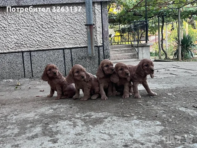 кокерчета момичета и момчета , снимка 5 - Кокер шпаньол - 56375952