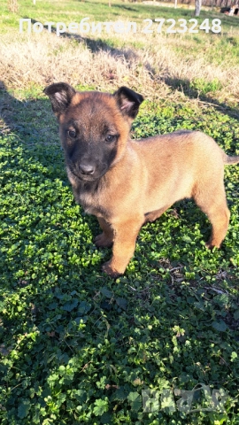 Кученца белгийска овчарка , снимка 3 - Белгийска овчарка - 52937741