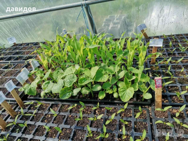 Отопление за оранжерия, разсадник, маса за разсад , парник.Сушилня!, снимка 18 - Стайни растения - 34264703