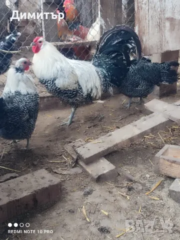 Разплодни яйца от Вествалска кокошка , снимка 6 - Кокошки и пуйки - 49088978