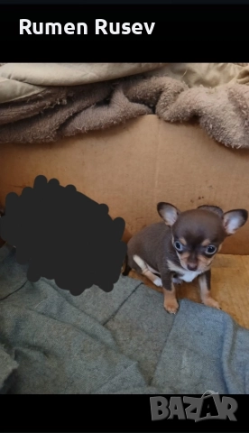 Продавам Чихуахуа женско, снимка 7 - Чихуахуа - 52933468