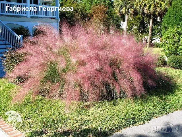 Мюленбергия , снимка 2 - Градински цветя и растения - 47479923